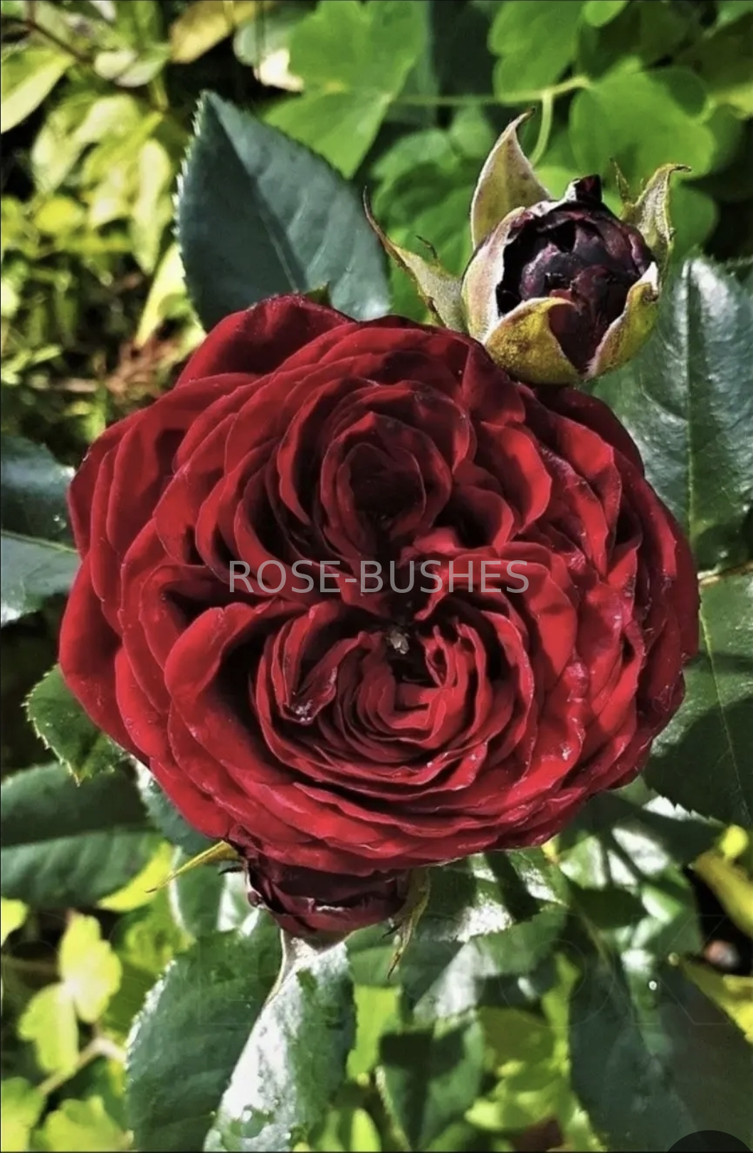 ����� ���. Mayras Red. (��, ����.)